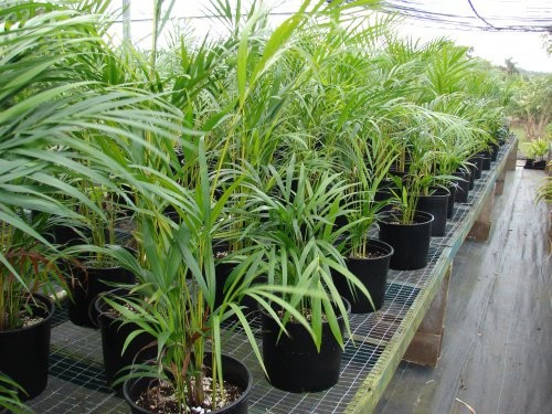 Chrysalidocarpus_lutescens als Zimmerpflanze