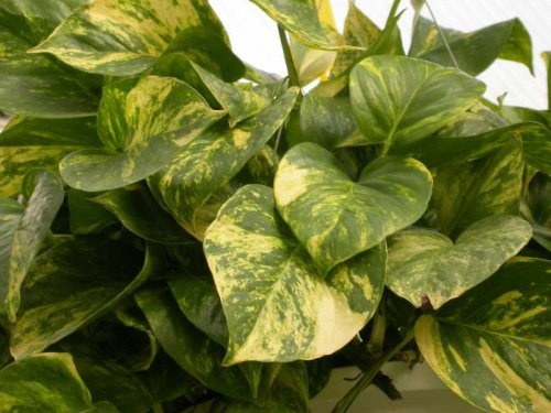 Epipremnum-aureum als Zimmerpflanze