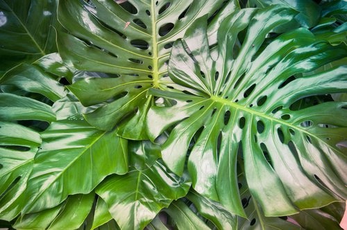 Zimmerpflanze Filodendron
