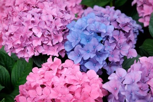 Hortensia als Zimmerpflanze