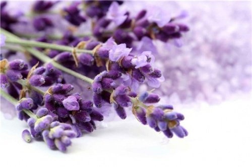Lavendel 