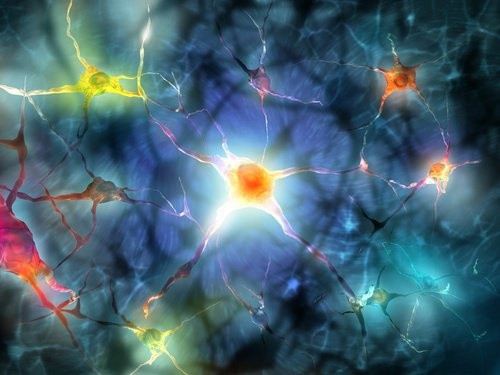 Neuronen