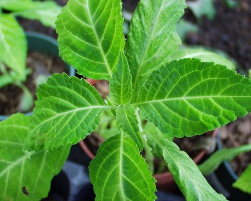 Salvia divinorum als Zimmerpflanze