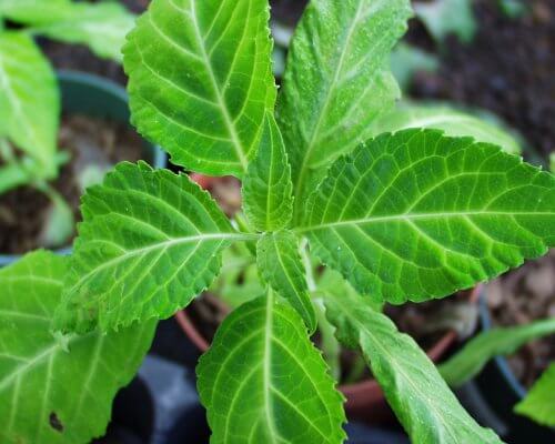 gefährliche Zimmerpflanzen: Salvia divinorum