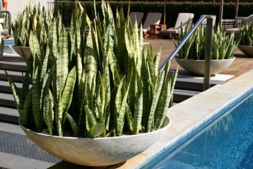 Sansevieria-trifasciata als Zimmerpflanze