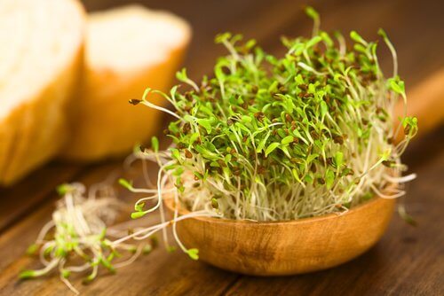 Alfalfa in der Menopause