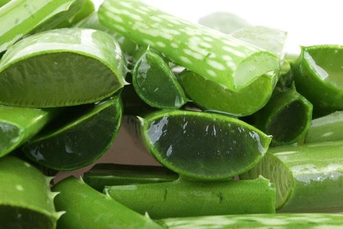 Aloe Vera für einen gesunden Magen