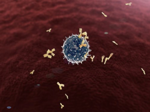 Immunabwehr und Haut