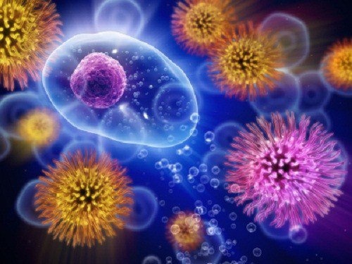 Immunsystem mit Boldo verbessern