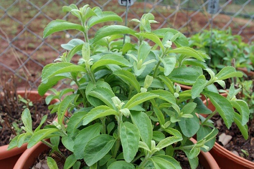 Stevia-Pflanze