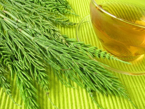 Wie kann Schachtelhalm helfen? - Besser Gesund Leben