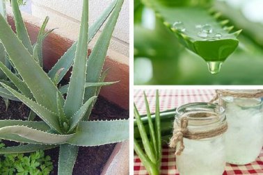 Warum wir Aloe Vera daheim anbauen sollten