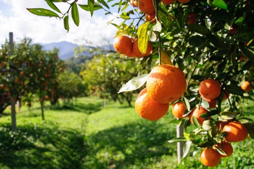 Orangen enthalten viel Wasser