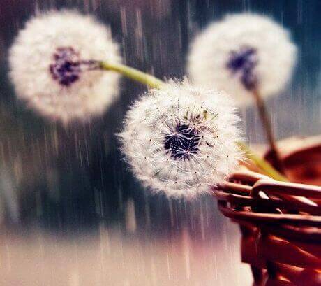 Pusteblumen