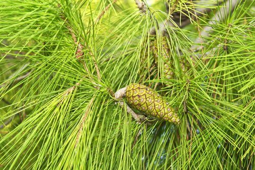Kiefernnadeln in Hausmittel gegen Bluthochdruck