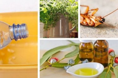 Schutz vor Insekten ohne Chemikalien