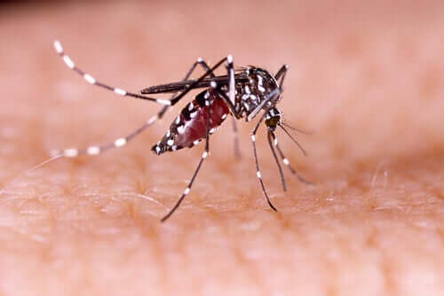 Zika-Virus-Moskito