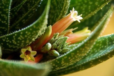 Aloe-Saft: vielseitiges und effektives Heilmittel