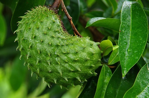 Vorzüge der tropischen Frucht Guanábana