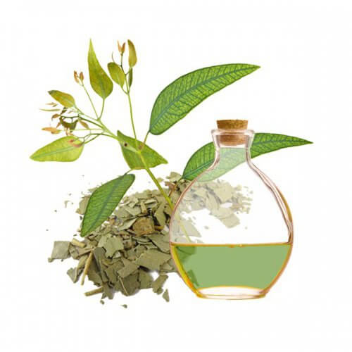 Eukalyptus gegen Kopflausbefall