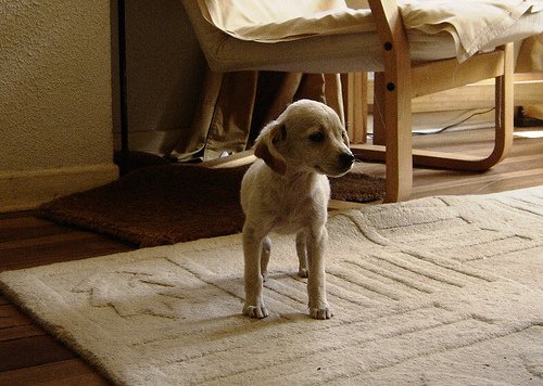 Flohbisse-Hunde