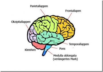 So funktioniert unser Gehirn