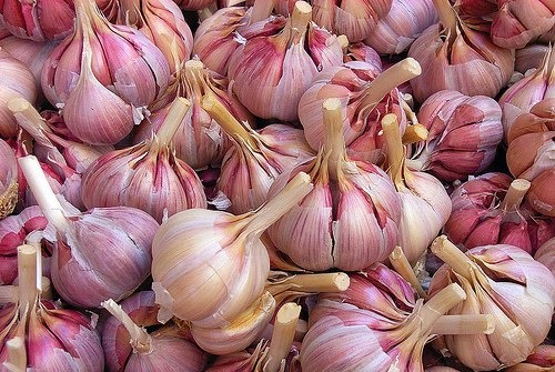 Knoblauch - heilende Eigenschaften
