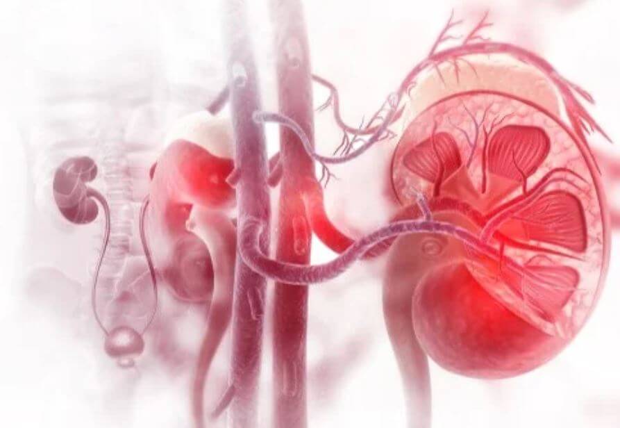 Nierenerkrankungen natürlich vorbeugen