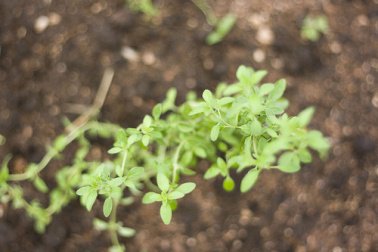 Oregano-Mandelentzündung