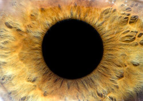 Augen