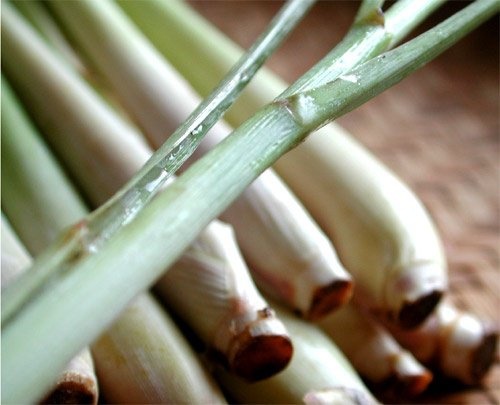 Zitronengras zur Entgiftung und gegen Kopfschmerzen