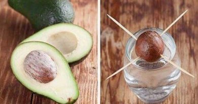 Wie kann ich eine Avocado selber ziehen?