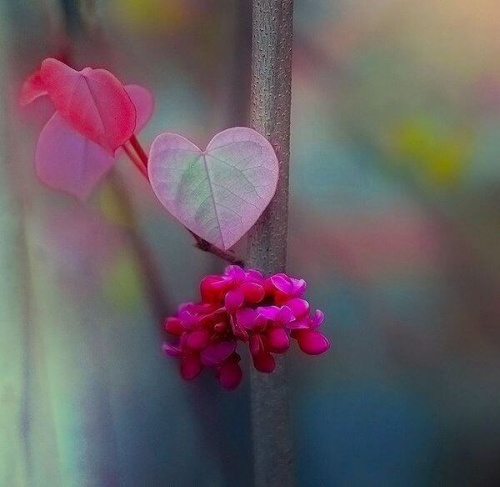 Blumen in Herzform symbolisieren innere Ruhe