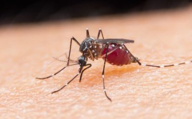 6 effektive Hausmittel, um Insekten fernzuhalten