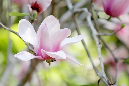 Magnolie als Färbemittel
