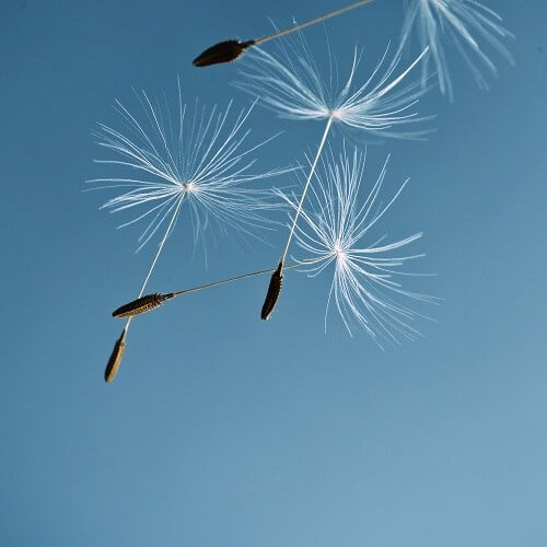 Pusteblumen