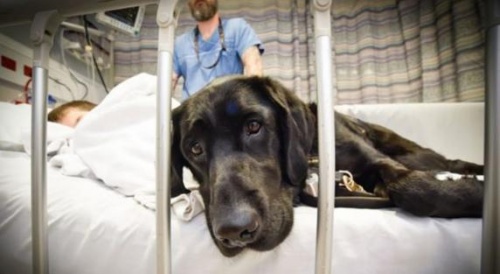Therapiehund