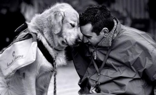 Therapiehund