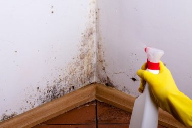 Einfache Tricks, um Schimmelpilze zu entfernen