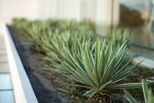 Aloe