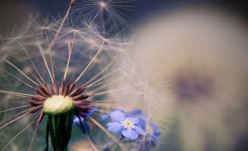 Pusteblume