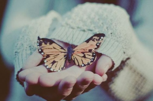 Schmetterling