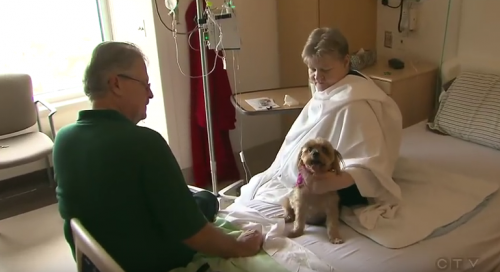 Wenn Haustiere erlaubt sind, genesen die Patienten schneller