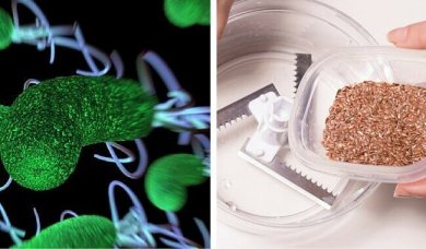 Einfaches Hausmittel gegen Darmparasiten aus nur 2 Zutaten