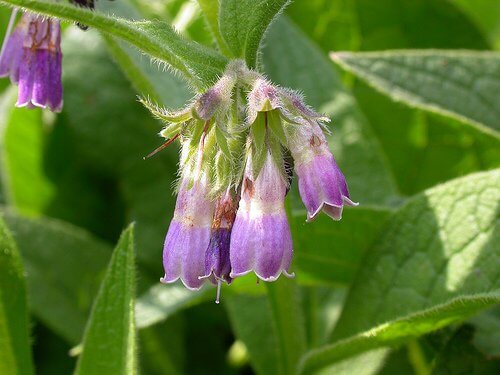 Beinwell gegen Knochenbruch