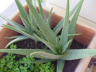 Aloe Vera für das Haar