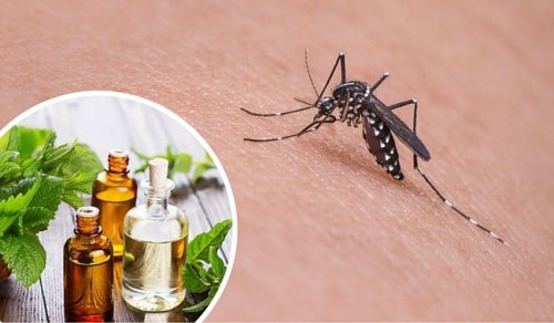 Die besten Mittel gegen Mücken