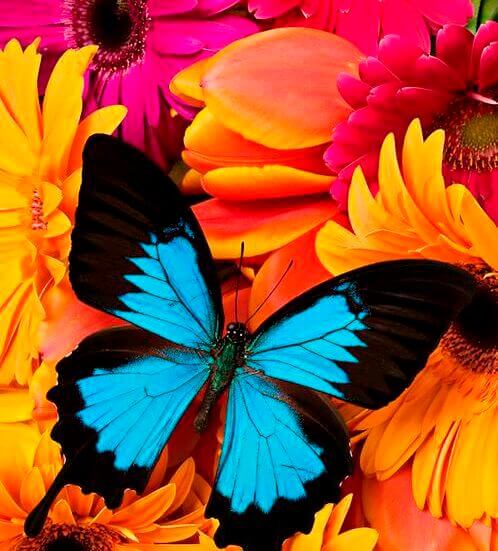 Schmetterling