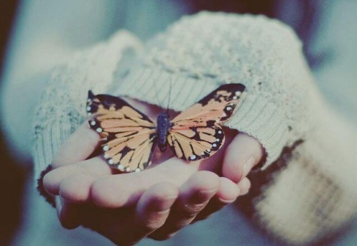 Schmetterling 