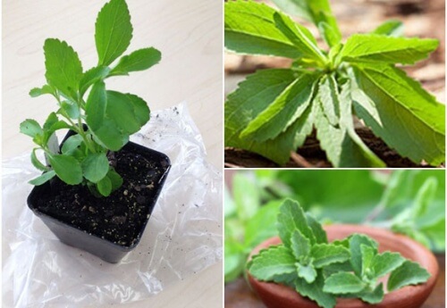 Stevia zu Hause kultivieren, um andere Süßstoffe zu ersetzen